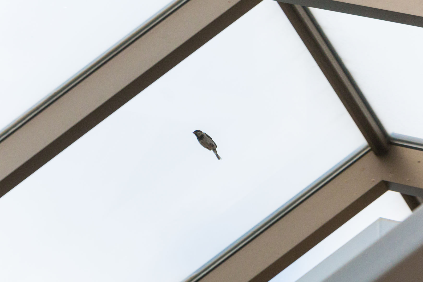 UCC Bird Photo 2